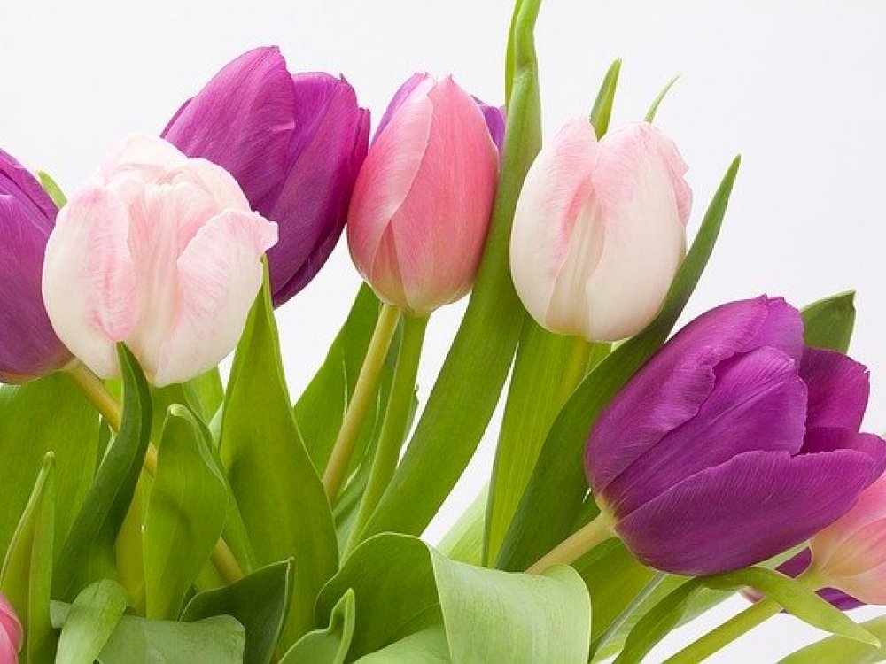 Botanické tulipány