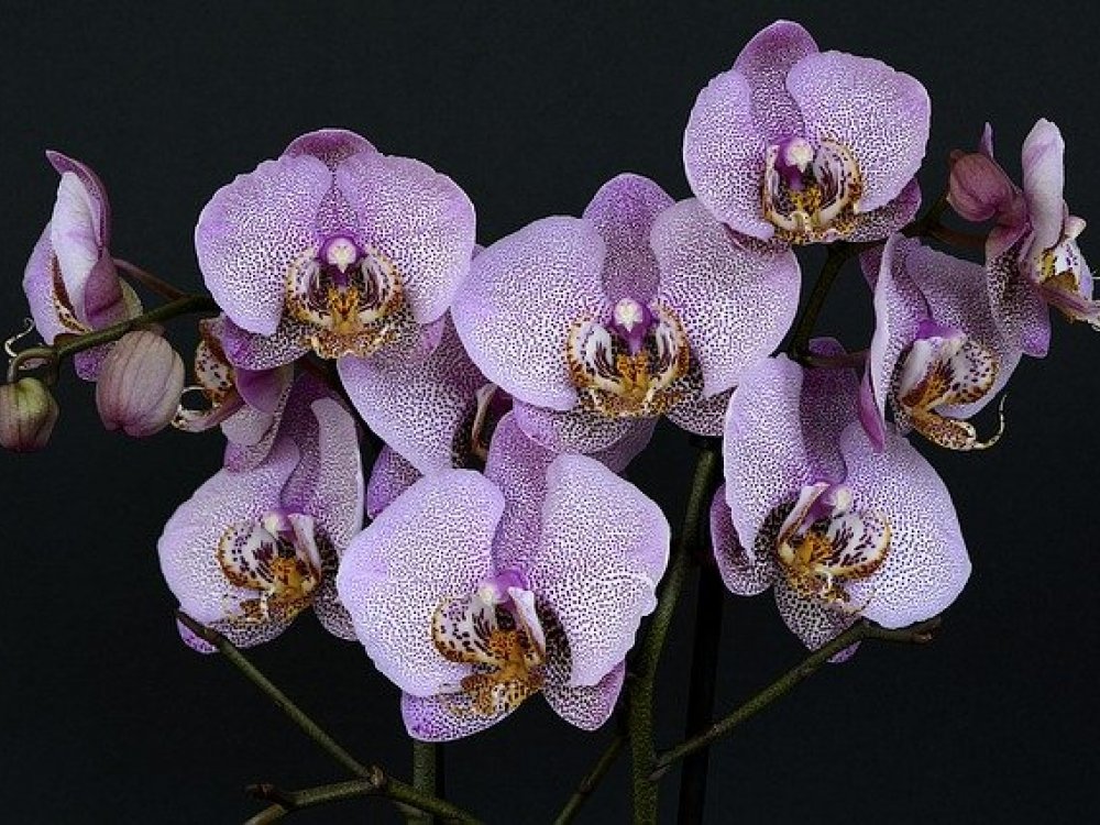 Správná péče o orchidej