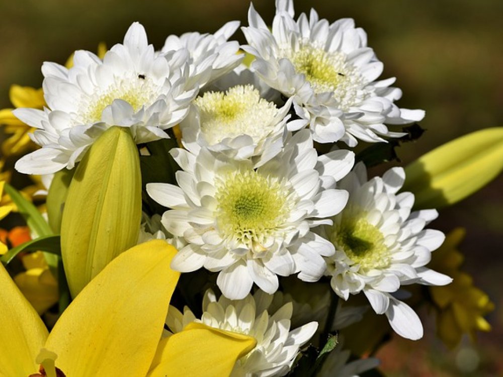 Šest řezaných květin, které vám vydrží ve váze skutečně dlouho